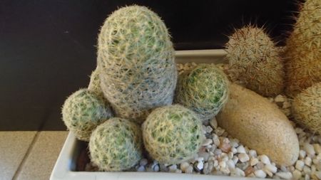 Mammillaria schiedeana ssp. giselae