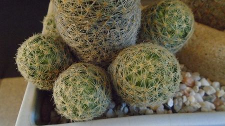 Mammillaria schiedeana ssp. giselae