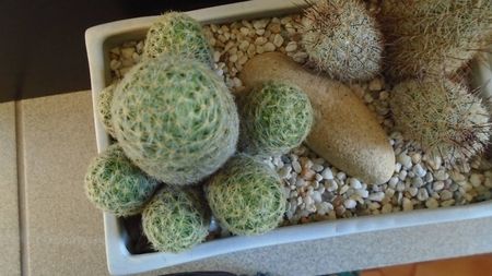 Mammillaria schiedeana ssp. giselae & Mammillaria microhelia