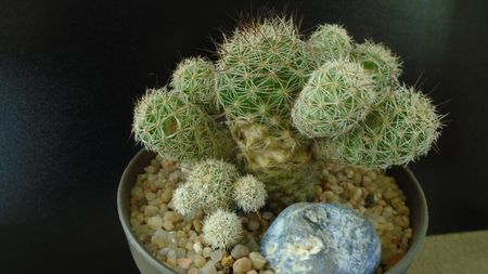 Mammillaria vetula ssp. gracilis cv. Roi Baudoin