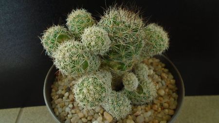 Mammillaria vetula ssp. gracilis cv. Roi Baudoin