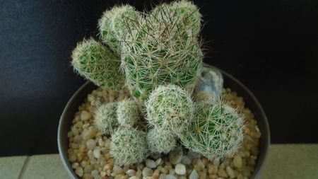 Mammillaria vetula ssp. gracilis cv. Roi Baudoin