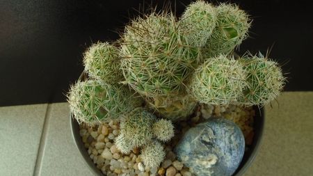 Mammillaria vetula ssp. gracilis cv. Roi Baudoin