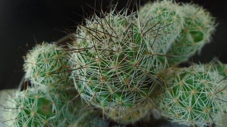 Mammillaria vetula ssp. gracilis cv. Roi Baudoin