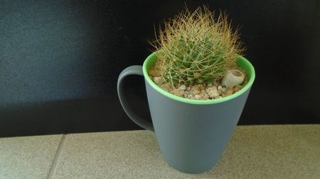 Mammillaria decipiens ssp. camptotricha