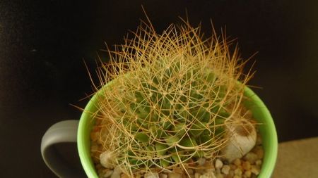 Mammillaria decipiens ssp. camptotricha