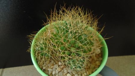 Mammillaria decipiens ssp. camptotricha