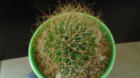 Mammillaria decipiens ssp. camptotricha