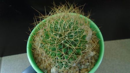 Mammillaria decipiens ssp. camptotricha