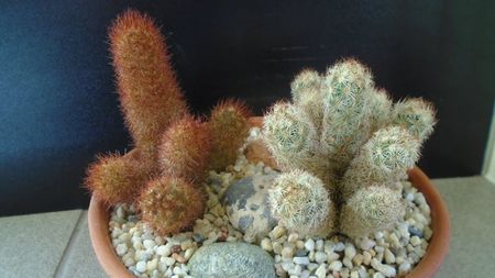 Mammillaria elongata & Mammillaria elongata cv Copper King