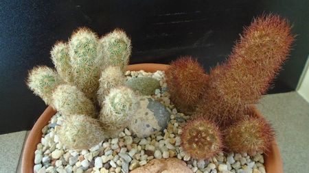 Mammillaria elongata & Mammillaria elongata cv Copper King