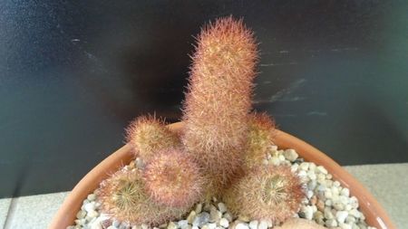 Mammillaria elongata cv Copper King