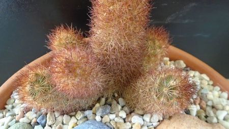 Mammillaria elongata cv Copper King