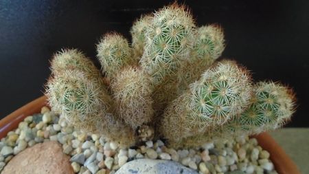 Mammillaria elongata