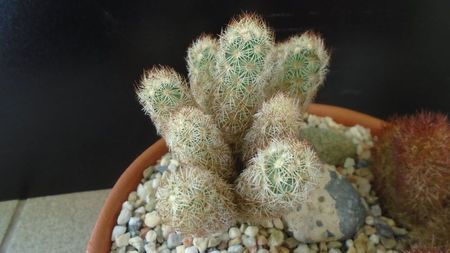 Mammillaria elongata