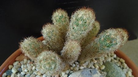 Mammillaria elongata