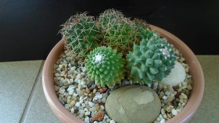 Mammillaria polythele cv. Stachellos & Mammillaria polythele ssp. obconella