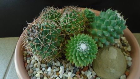 Mammillaria polythele cv. Stachellos & Mammillaria polythele ssp. obconella