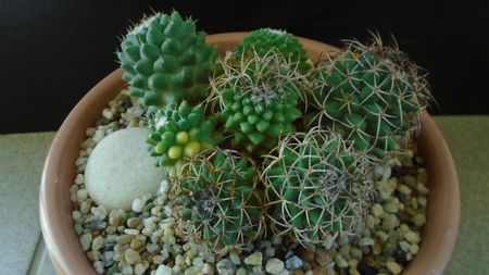 Mammillaria polythele cv. Stachellos & Mammillaria polythele ssp. obconella