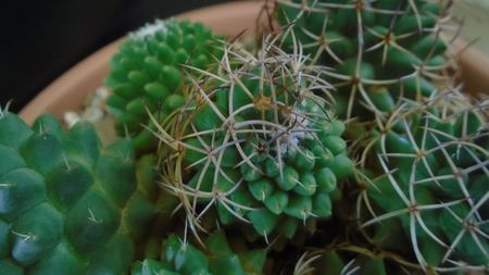 Mammillaria polythele cv. Stachellos & Mammillaria polythele ssp. obconella