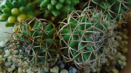 Mammillaria polythele cv. Stachellos & Mammillaria polythele ssp. obconella