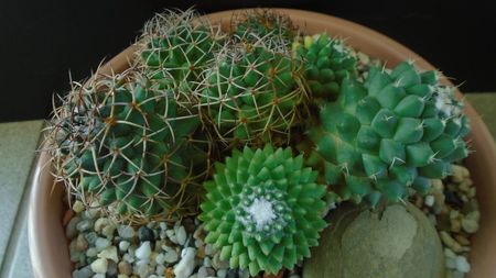 Mammillaria polythele cv. Stachellos & Mammillaria polythele ssp. obconella