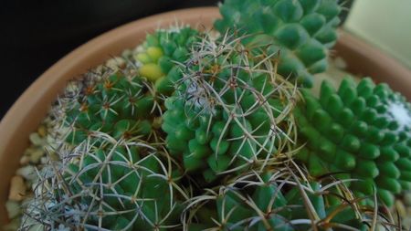 Mammillaria polythele cv. Stachellos & Mammillaria polythele ssp. obconella