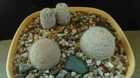 Grup de 3 Mammillaria; Mammillaria pectinifera
Mammillaria lasiacantha 2 ex.
