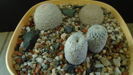 Grup de 3 Mammillaria; Mammillaria pectinifera
Mammillaria lasiacantha 2 ex.
