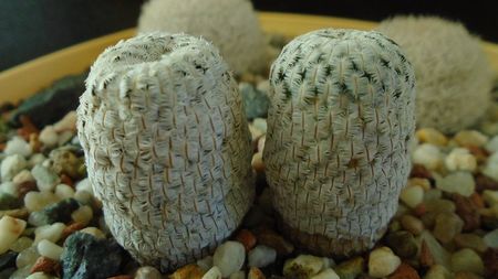 Mammillaria pectinifera