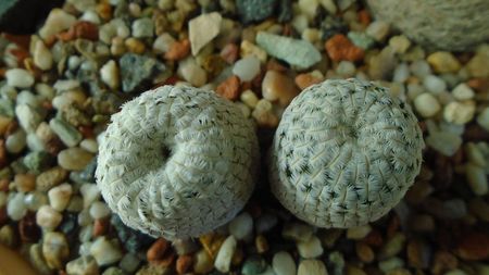 Mammillaria pectinifera