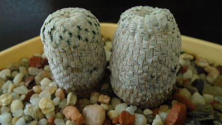 Mammillaria pectinifera