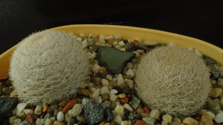 Mammillaria lasiacantha