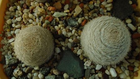 Mammillaria lasiacantha