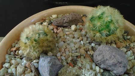 Grup de 3 Mammillarii; Mammillaria sphacelata
Mammillaria carmenae 
Mammillaria carmenae rubrispina
