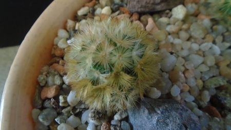 Mammillaria carmenae rubrispina