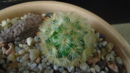 Mammillaria carmenae