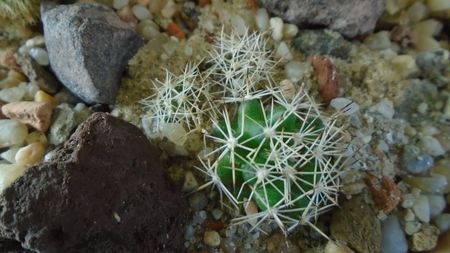 Mammillaria sphacelata