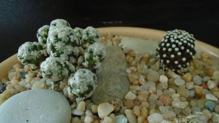 Mammillaria luethyi & Mammillaria theresae