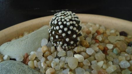 Mammillaria luethyi