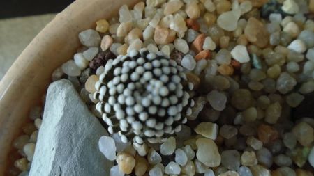 Mammillaria luethyi