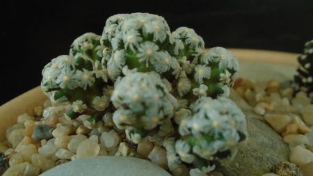 Mammillaria theresae