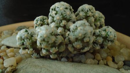 Mammillaria theresae