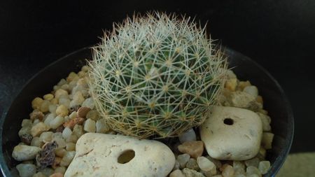 Mammillaria picta