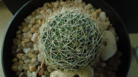 Mammillaria picta