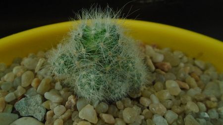 Mammillaria glassii v. nominis-dulcis