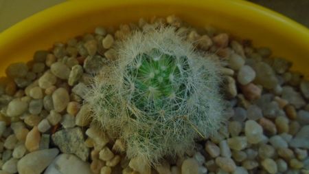 Mammillaria glassii v. nominis-dulcis