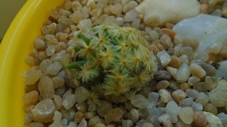 Mammillaria schiedeana