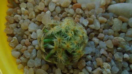 Mammillaria schiedeana