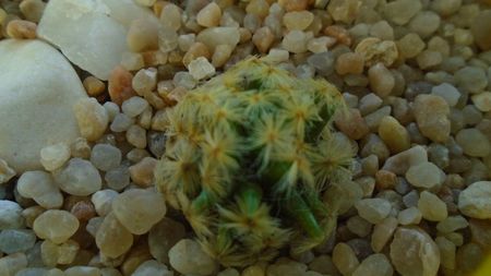 Mammillaria schiedeana